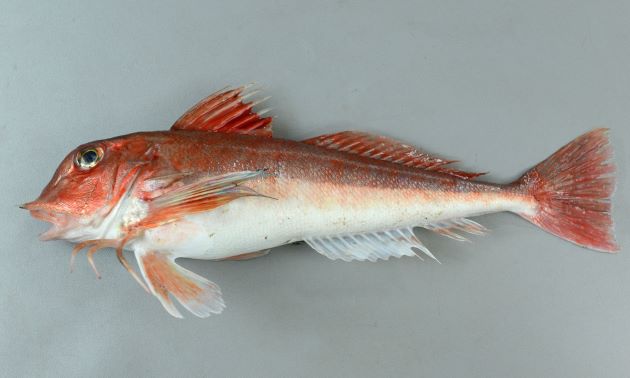 lepidotrigla micropterus