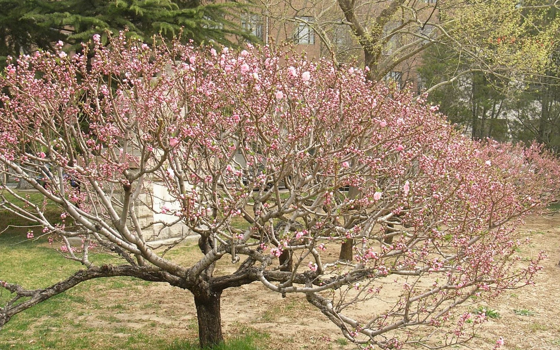  p>垂枝碧桃(学名: i>amygdalus persica /i> l. var.