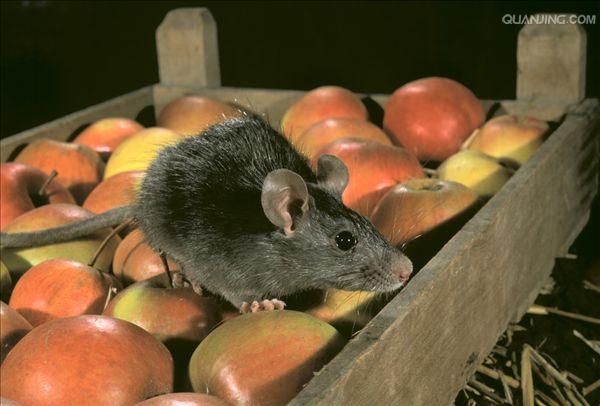 p>褐家鼠(学名 i>: /i> i>rattus norvegicus /i>),也称为褐鼠,大家鼠