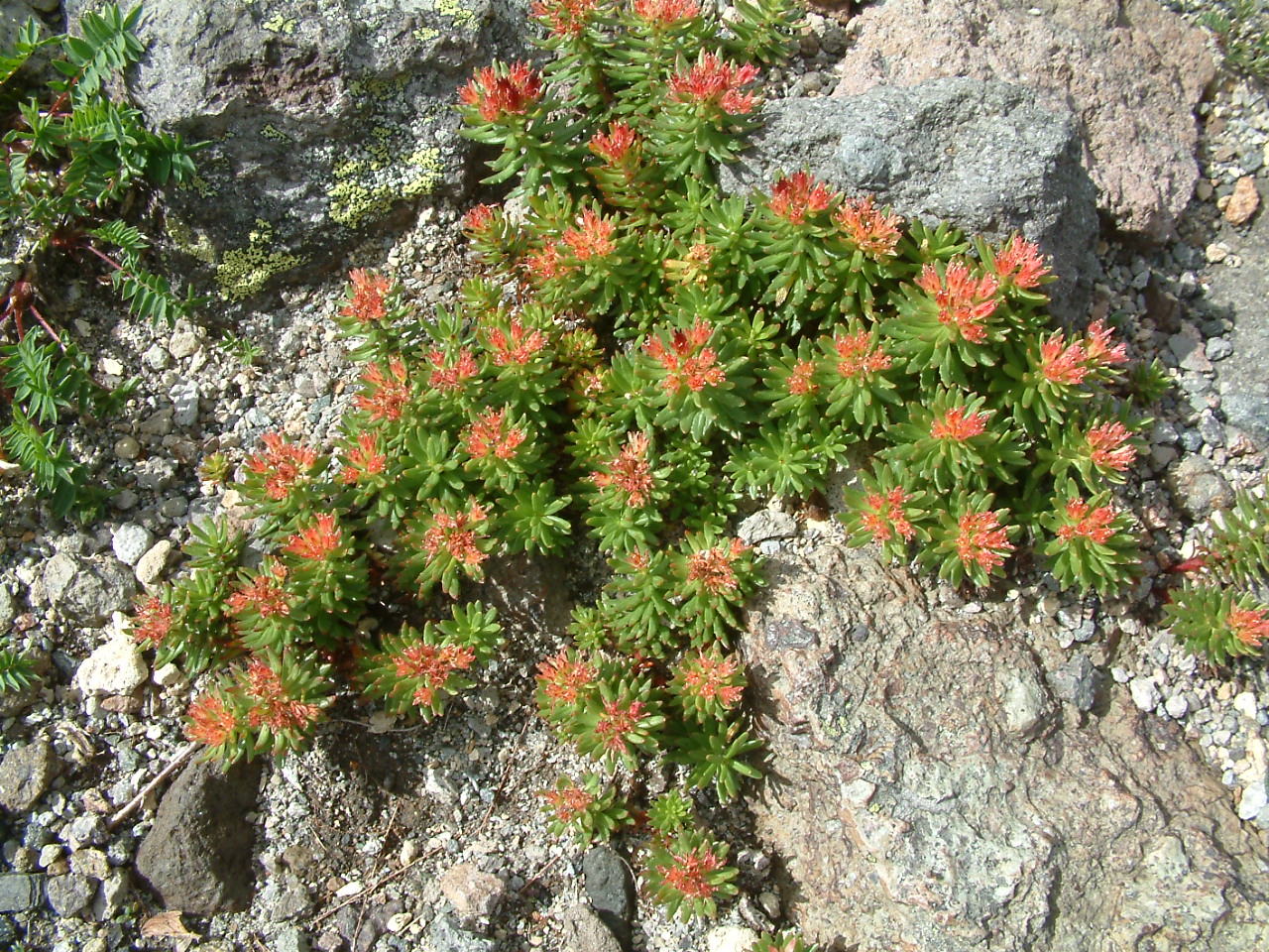  p> b>长白红景天 /b>(学名: i>rhodiola angusta /i>),是 a href="#"