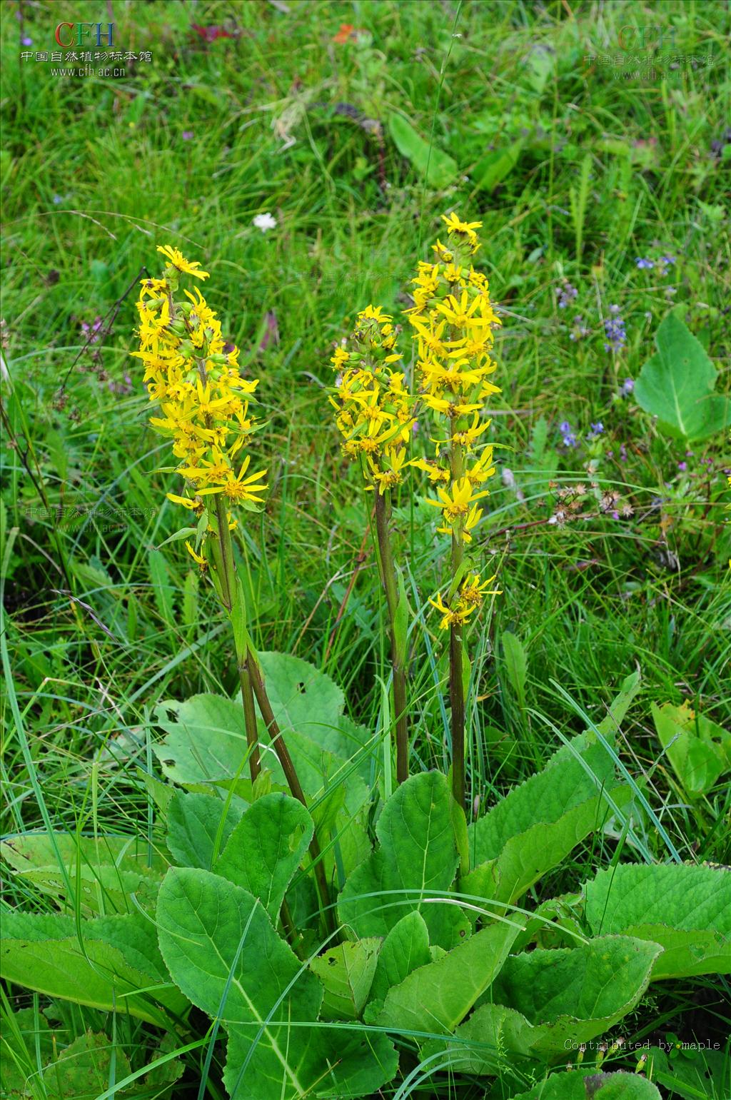  p>干崖子橐吾,菊科橐吾属植物,多年生 a href="#">草本 /a>.