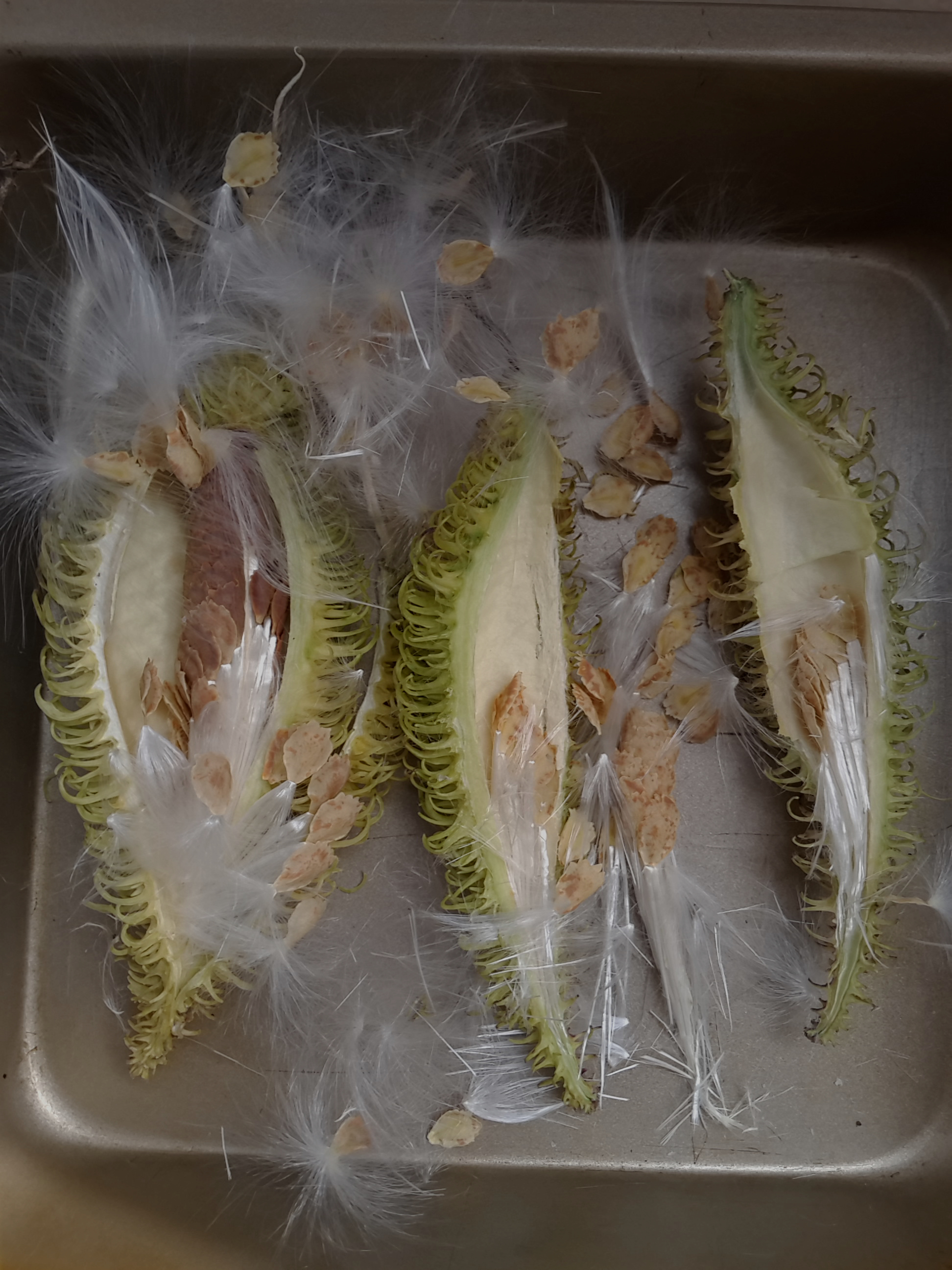  p> b>刺瓜 /b>(学名: i>cynanchum corymbosum /i>)是萝藦科 a href=