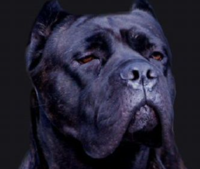 意大利凯因克尔索犬