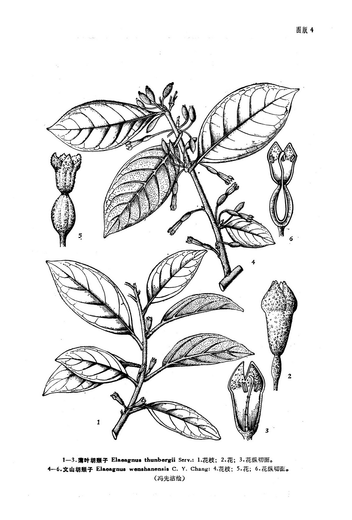  p>薄叶胡颓子,为 a href="#" data-lemmaid="229183">双子叶植物纲 