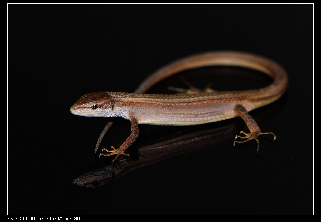  p>南草蜥, a>蜥蜴科草蜥属 /a>物种,1802年由daudin发现并命名,修长