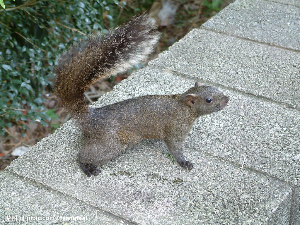 松鼠