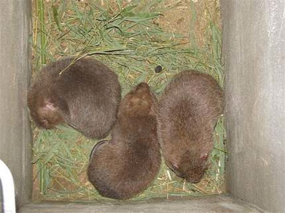  p>竹鼠,又称竹馏,芒狸,竹狸,竹根鼠,冬毛老鼠,芒洞老鼠等,因主要吃竹