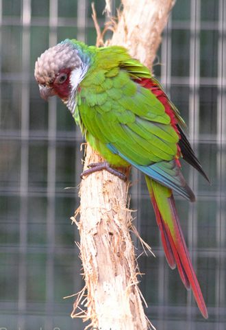  p>灰胸锥尾鹦鹉(学名:pyrrhura griseipectus)是典型的 a href="#"