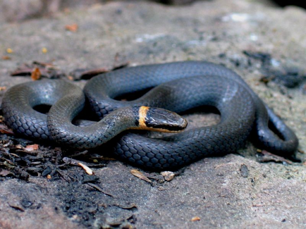 snake),属于 a target="_blank" href="/item/游蛇科/5005716" data