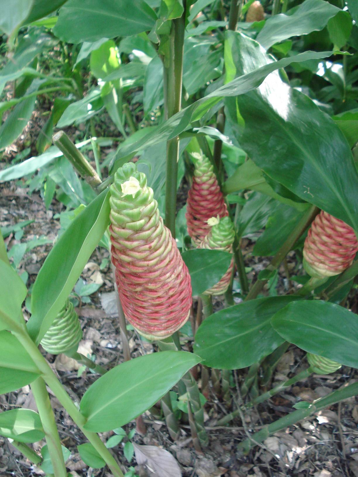 zingiber zerumbet (l.) smith