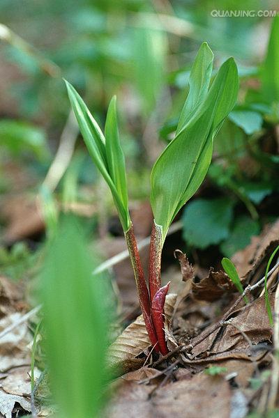  p>茖葱(学名: i>allium victorialis /i> l.)是百合科葱属植物.