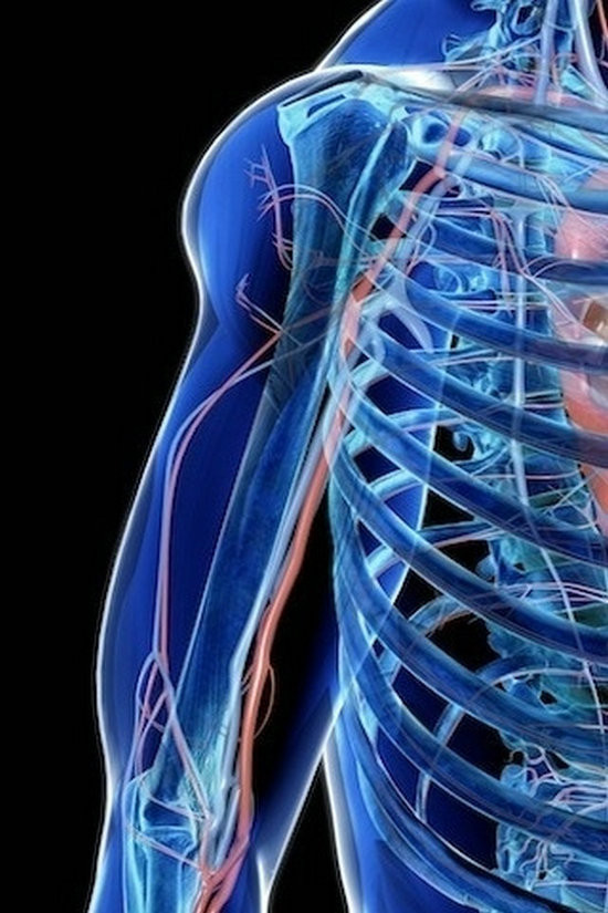 3d医学人体器官科普美图