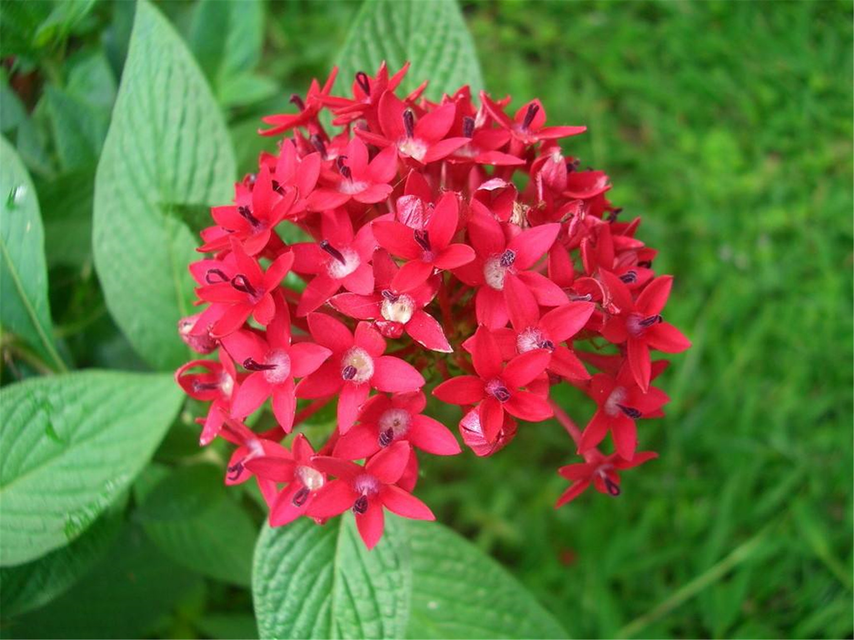 五星花
