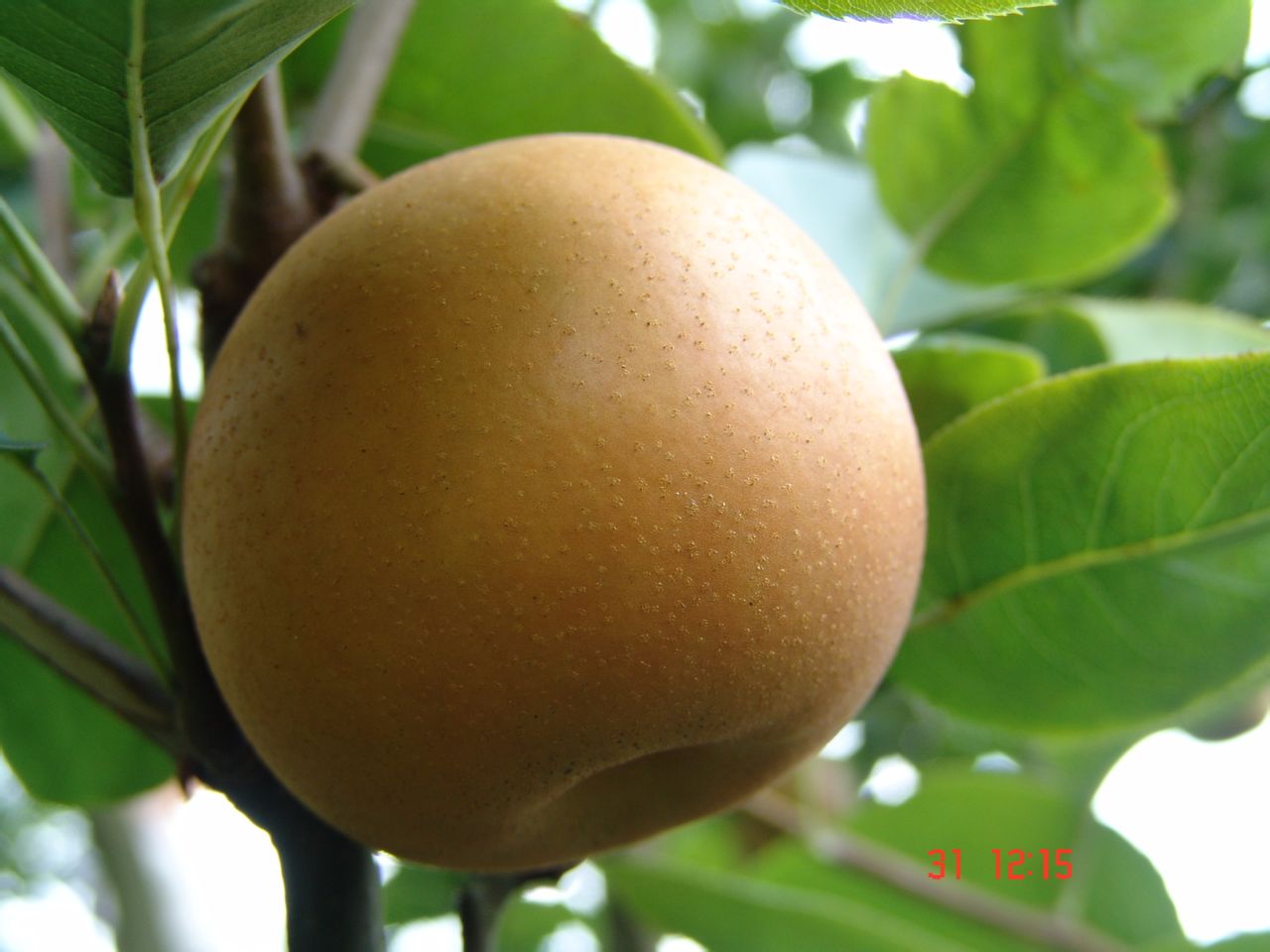 target="_blank" href="/item/梨树/1700694" data