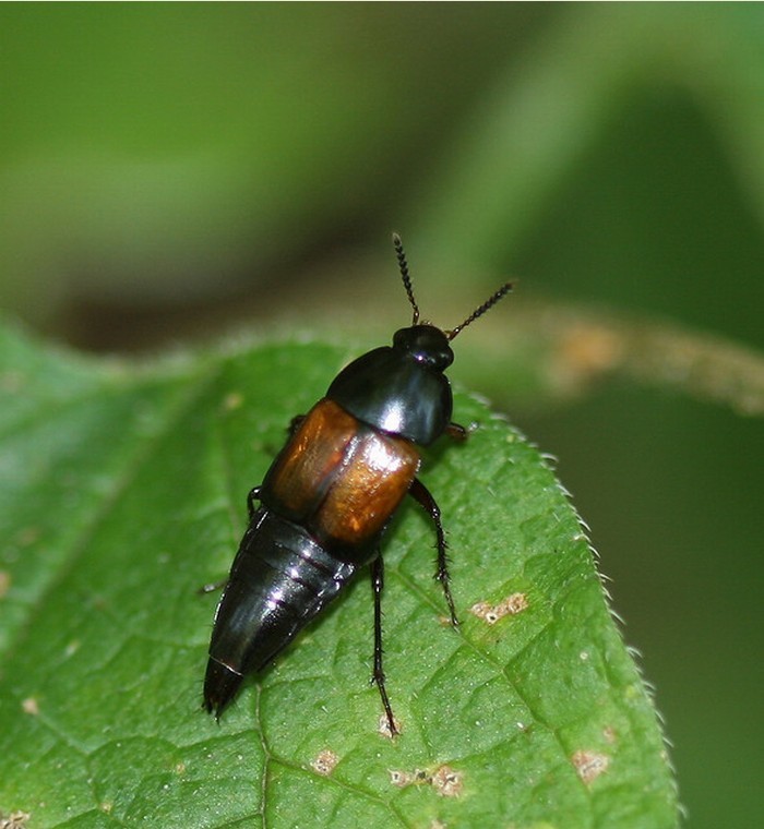  p>隐翅虫(rove beetle),又被称为" a target="_blank" href="/item