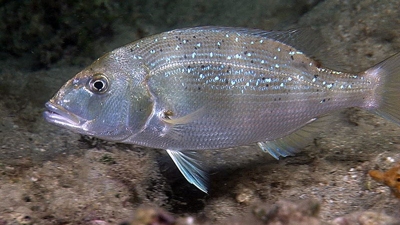 细点牙鲷