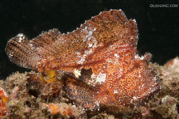  p data-id="gnbjg2i3m5">叶鱼又名枯叶鱼,叶形鱼,多棘叶形 a target=