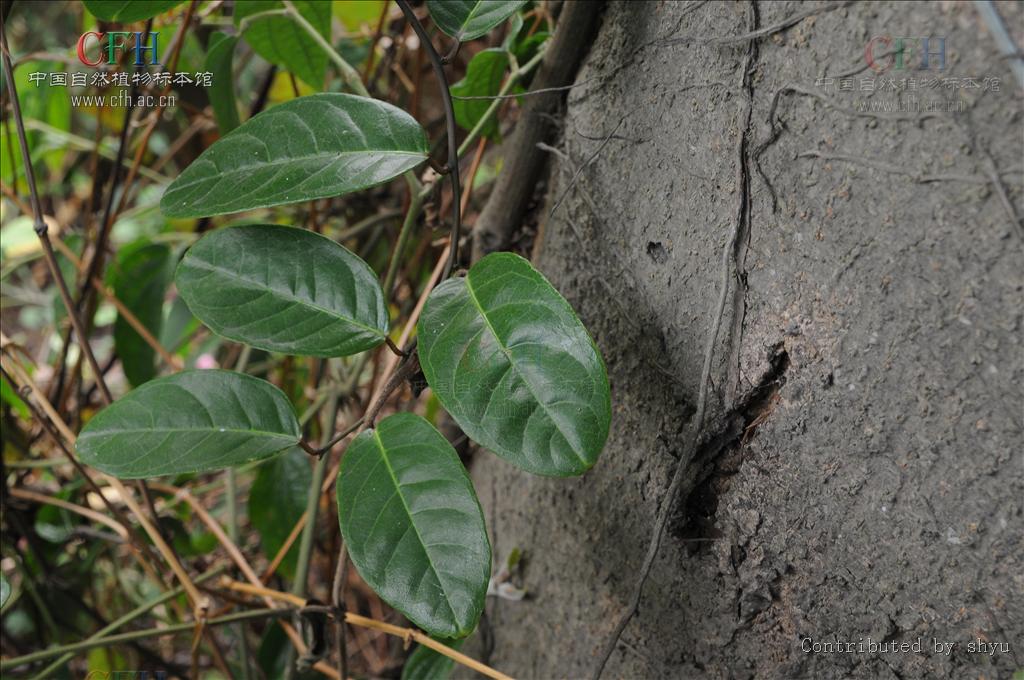  p>小刺山柑,又称牛 a target="_blank" href="/item/眼睛/362" data