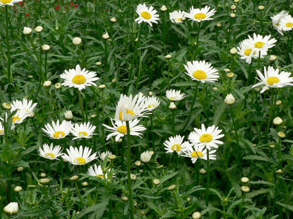  p>矮滨菊(学名: i>leucanthemum vulgare /i> cv " i>short