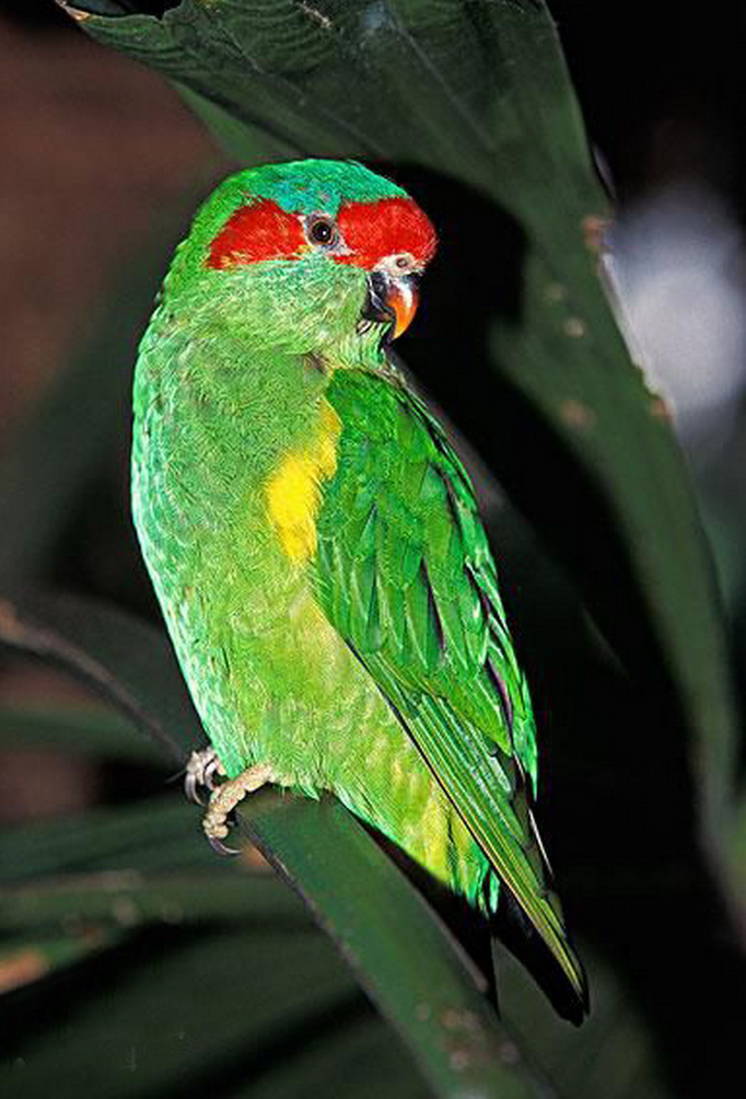  p>红耳绿吸蜜鹦鹉(学名:glossopsitta concinna)羽色鲜艳,主要以花粉