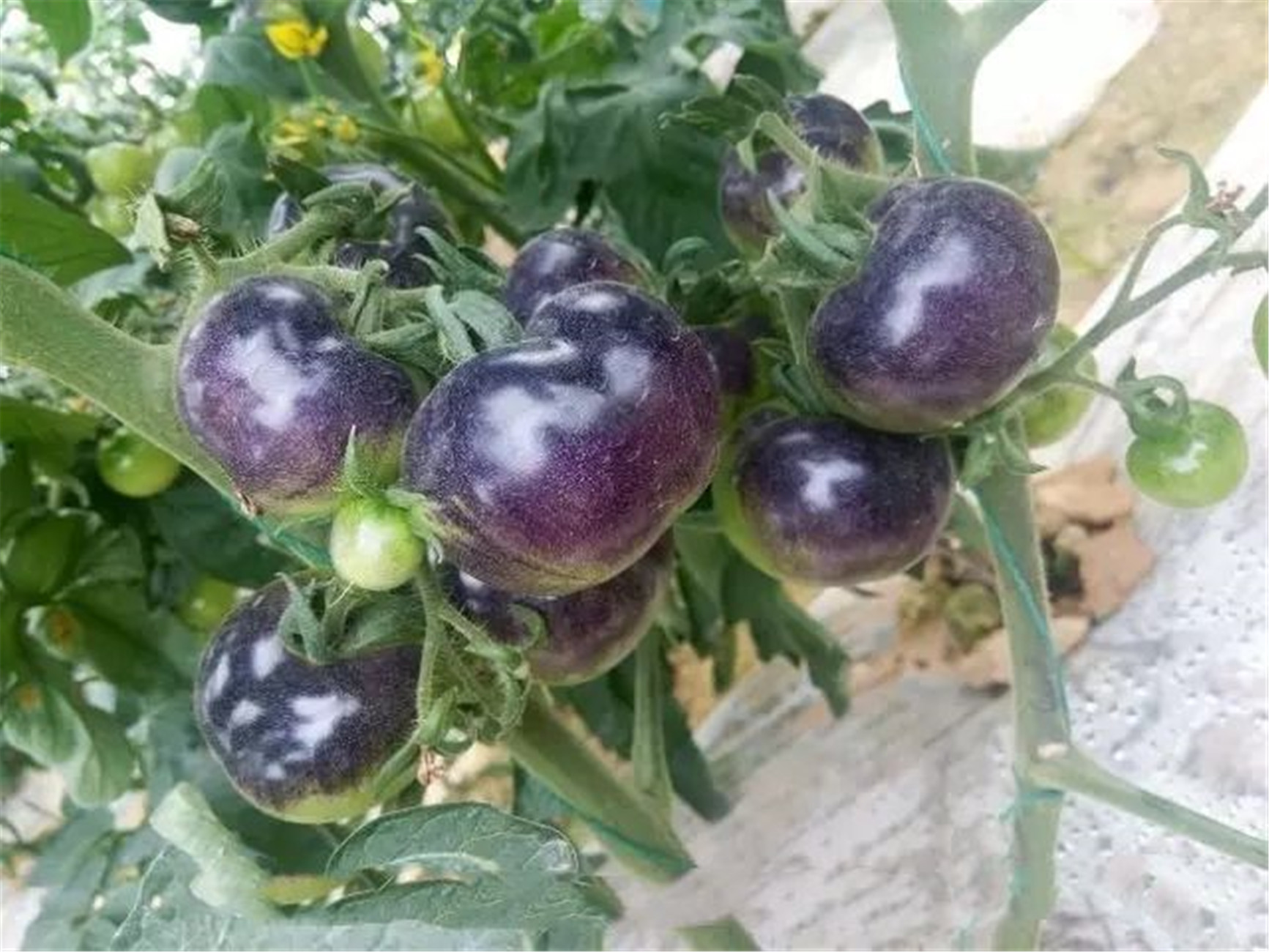  p>黑番茄(black tomato)原产南美洲,是番茄家族的珍品,因其果色和