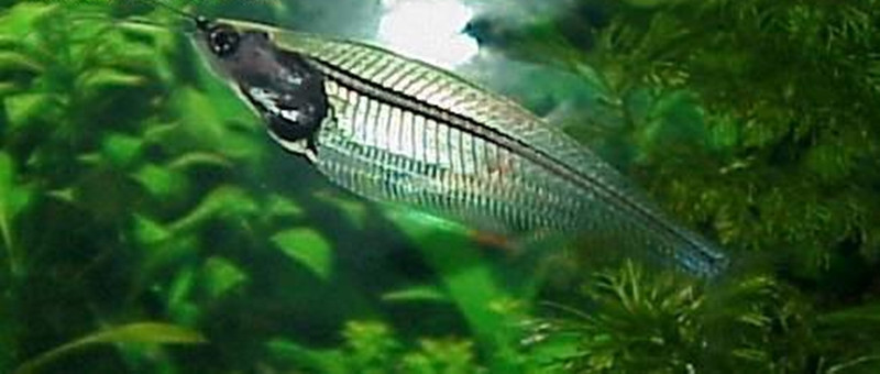  p data-id="gnanrg6daj">玻鱼 glassfish (glass perch)亦称玻璃鱼