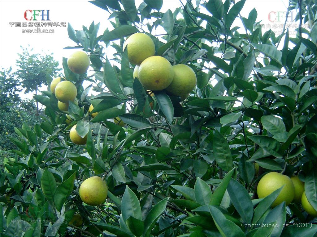  p>柑橘( i>citrus reticulata  /i>blanco)是芸香科,柑橘属植物.