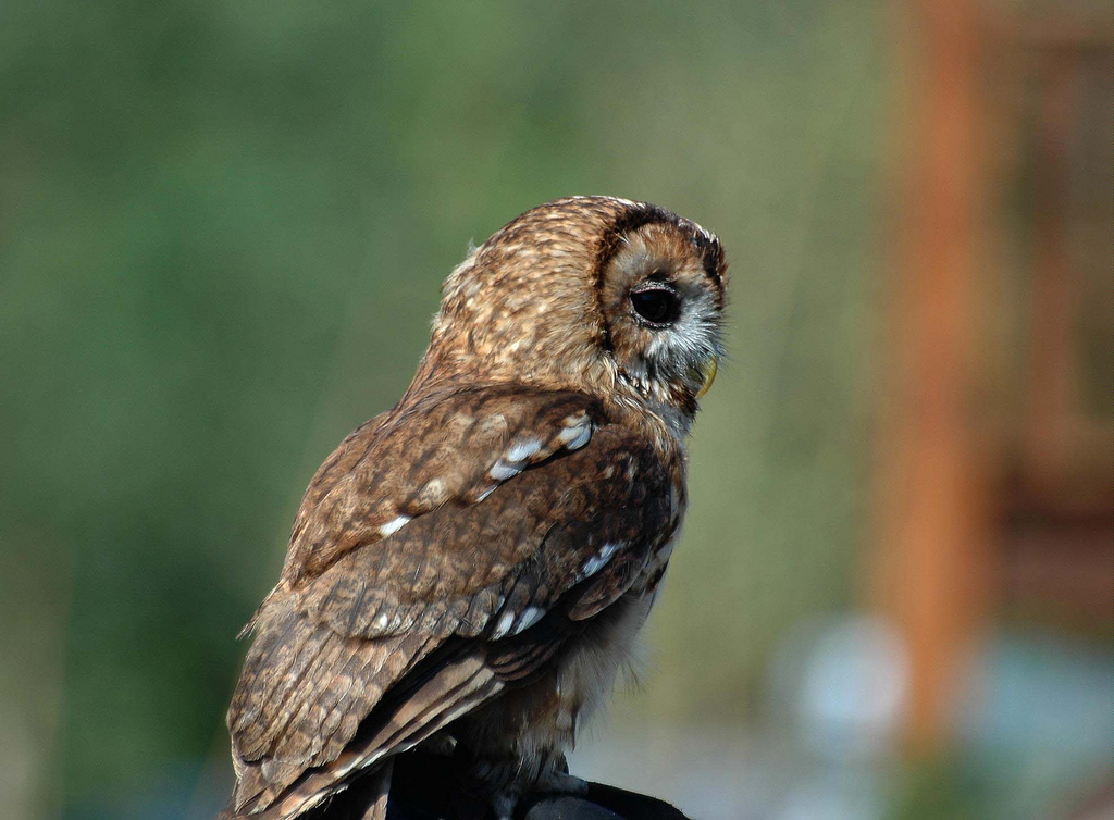  p>灰林鸮(学名: i>strix aluco /i>),是 a href="#">鸱鸮科 /a>, a