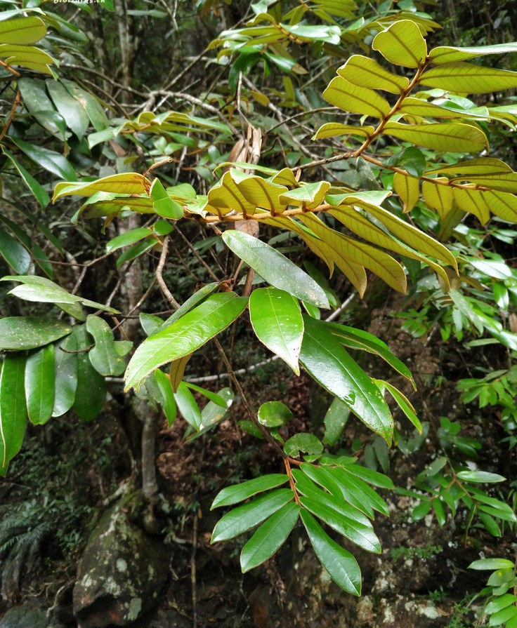  p>毛锥(学名: i>castanopsis fordii /i> hance)是壳斗科,锥属 a