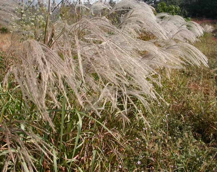  p>芦苇(学名: i>phragmites australis  /i>(cav.) trin.