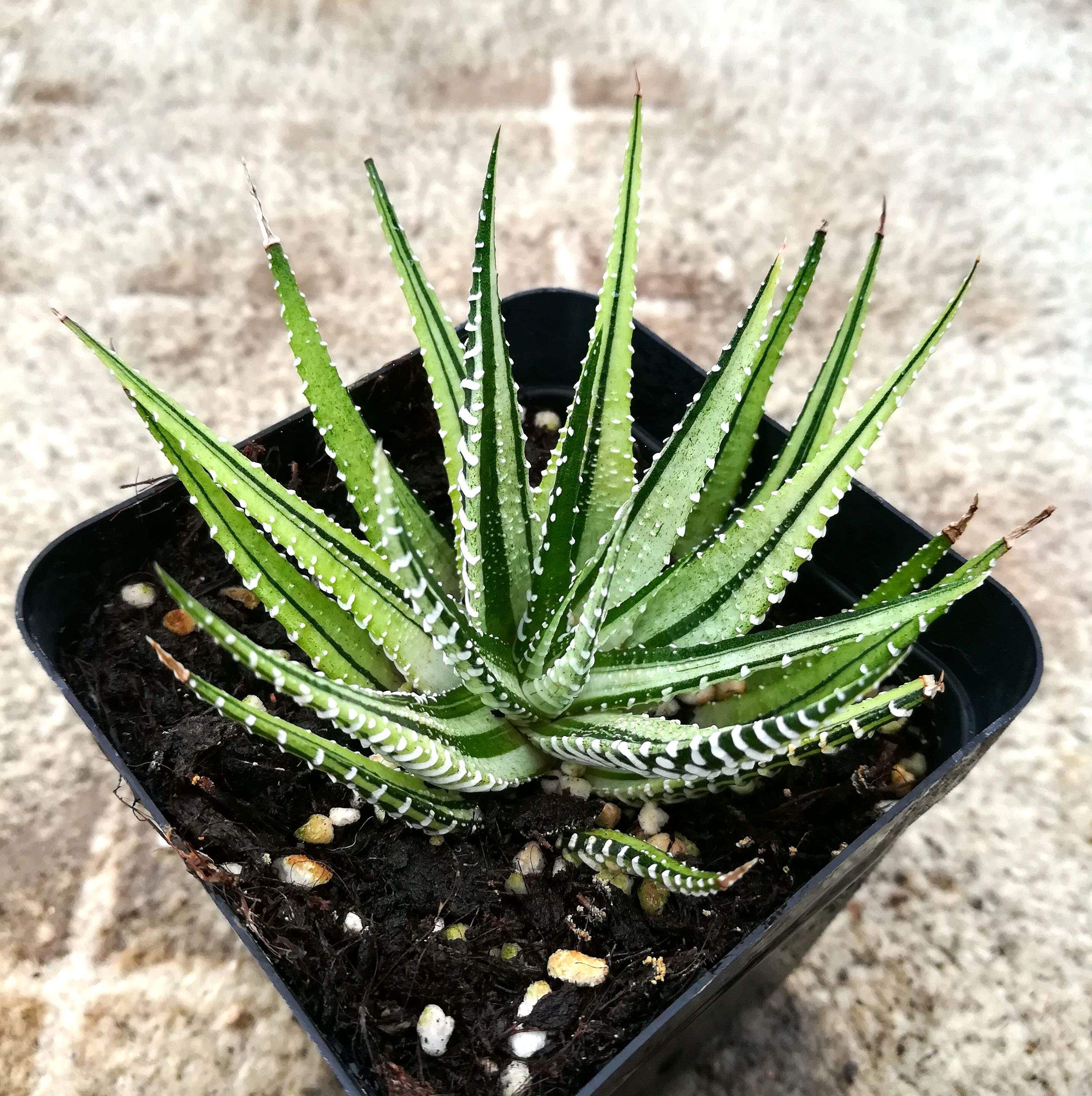  p data-id="tztf63jlcsss">条纹十二卷,芦荟科十二卷属多年生肉质