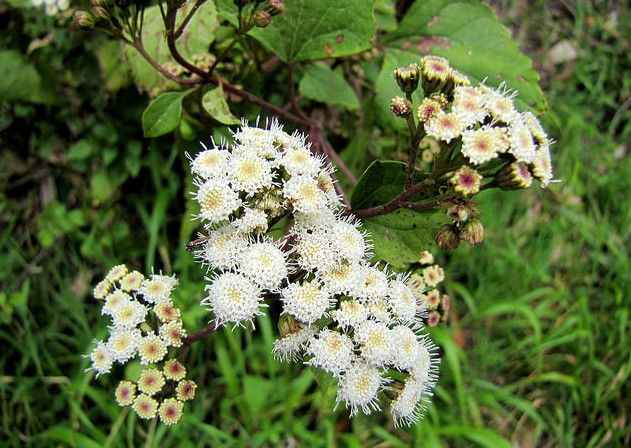 eupatorium coelestinum