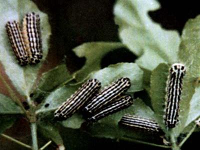 ">鳞翅目 /a>, a target="_blank" href="/item/斑蛾科">斑蛾科 /a>