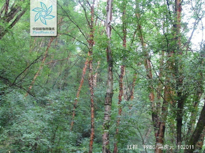  p>红桦(学名: i>betula albosinensis /i> burk.