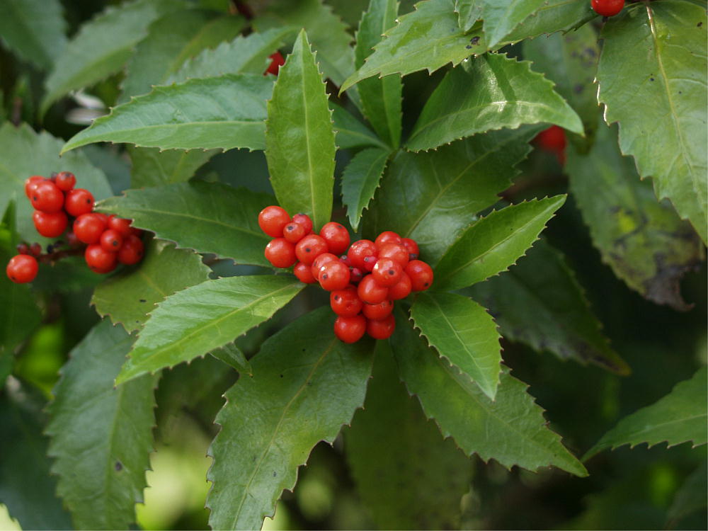 茜草科九节属的灌木或小乔木.