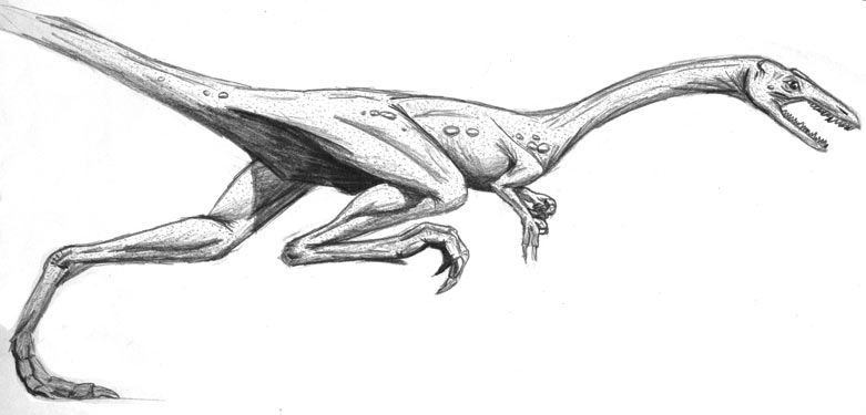  p>原美颌龙(procompsognathus)又名原细颚龙,始秀颌龙,是种小型 a