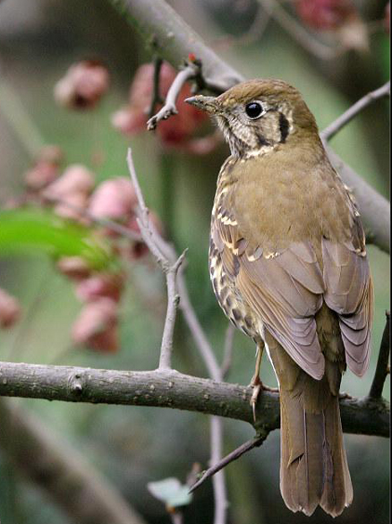  p>宝兴歌鸫(学名: i>turdus mupinensis /i>),是 a target="_blank"