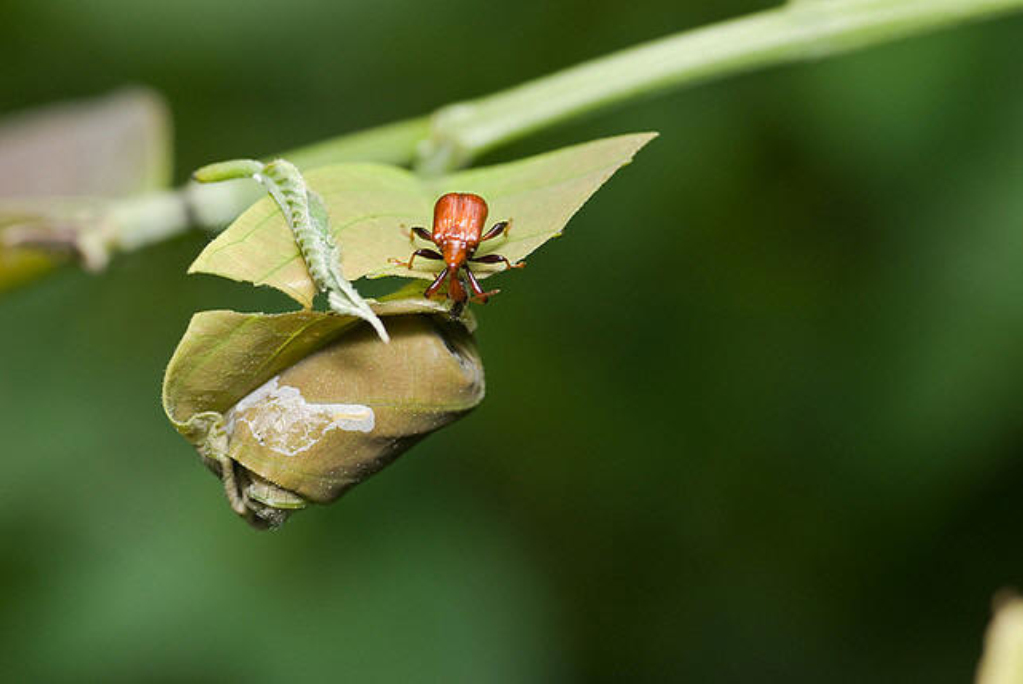 "6734187">分类地位 /a> 昆虫纲 insecta 鞘翅目 coleoptera 象甲总科