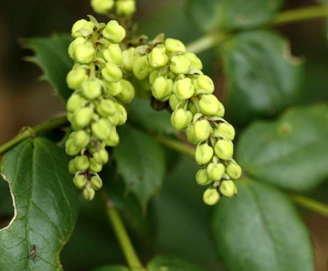 " href="/item/常绿">常绿 /a>灌木或小乔木,叶椭圆形至长圆状披针形