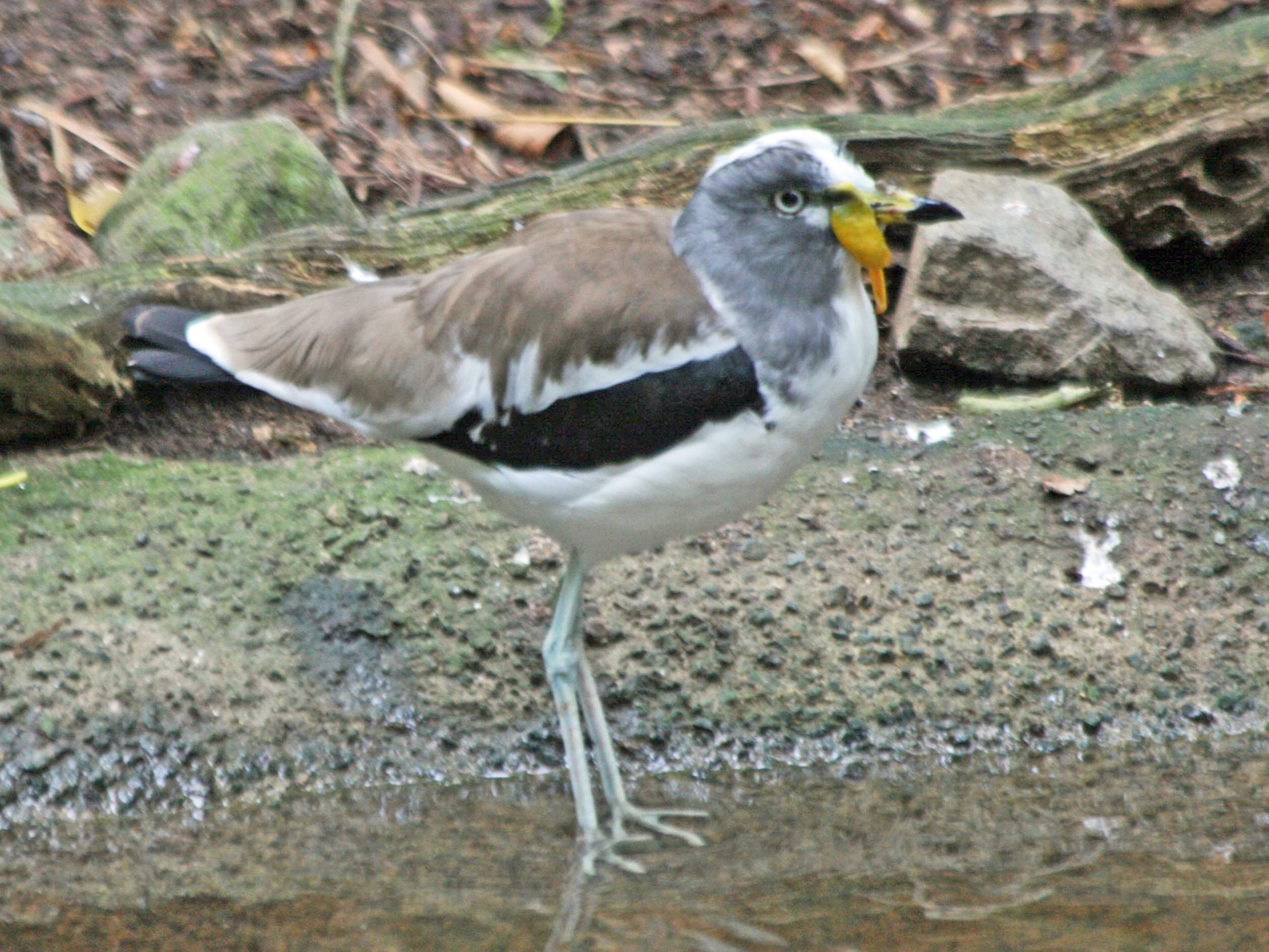  p>白头麦鸡(学名:vanellus albiceps)属于中型 a target="_blank"