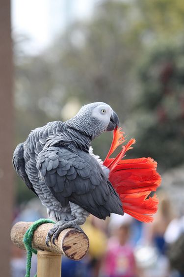 p>非洲灰鹦鹉(学名 i>psittacus erithacus/i)属于大型鹦鹉,是