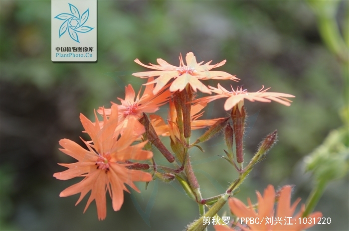 1,剪秋罗118诞生花 花语机智 风信子119诞生花 花语注目attention