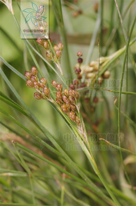  p>扁茎灯心草为 a href="#" data-lemmaid="14075437">扁茎组 /a>