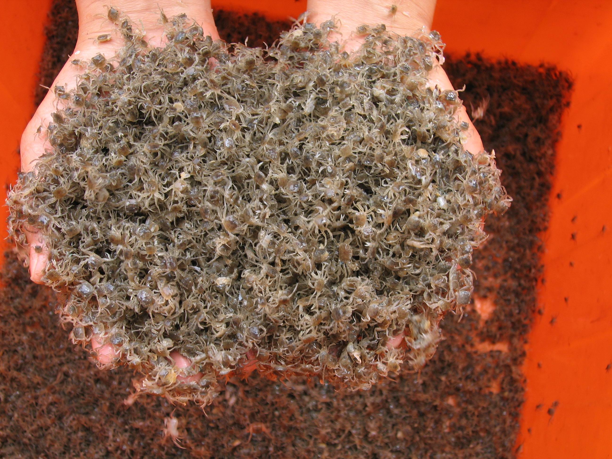 老毛蟹(崇明老毛蟹)