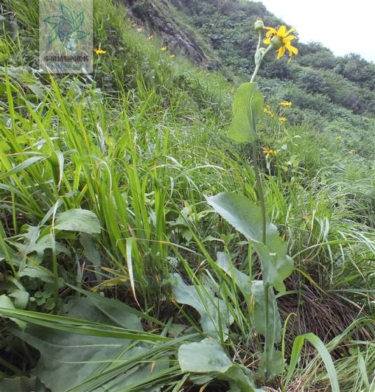 无缨橐吾_百度百科