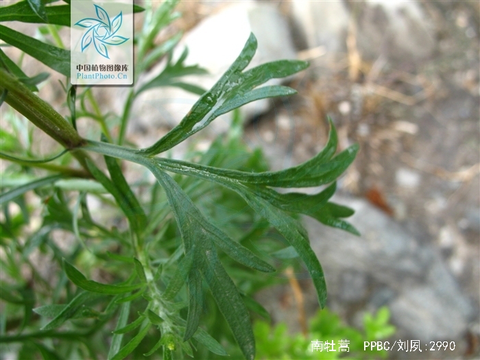  p>南牡蒿,中药名.