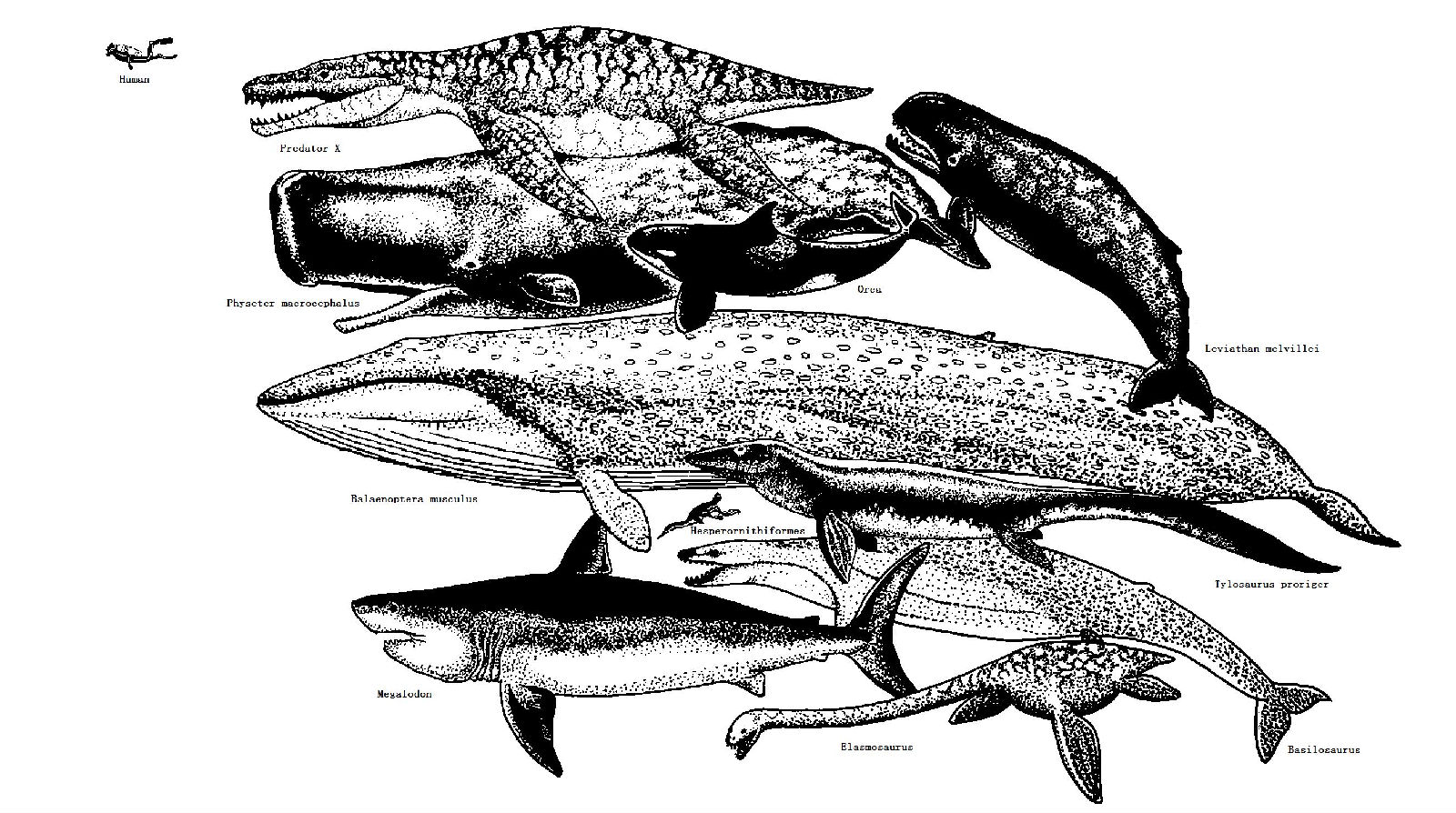  p>龙王鲸(学名:basilosaurus,意为帝王 a target="_blank" href="