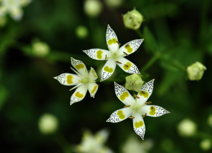  p>丽江獐牙菜(学名:swertia delavayi franch.