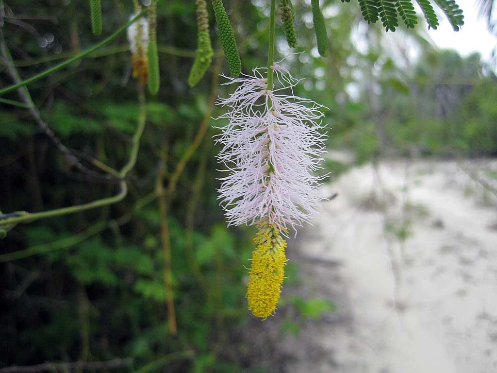  p>代儿茶属(dichrostachys wight et arn.