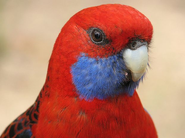  p>深红玫瑰鹦鹉(学名:platycercus elegans)是典型的 a href="#"